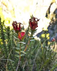 Image result for Penaeaceae