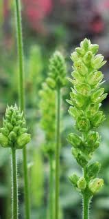 Image result for Heuchera cylindrica Greenfinch