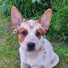Feel free to browse hundreds of active classified puppy for sale listings, from dog breeders in pa and the surrounding areas. Uncertain About The Red Heeler Here S What You Need To Know K9 Web