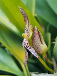 Image result for Bulbophyllum kivuense