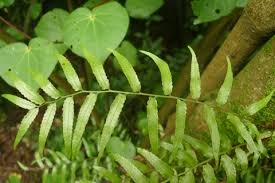 Image result for Arthropteris