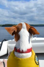 scout the jack russell terrier on his maiden cruise jack russell terrier jack russell jack russell dogs