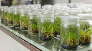 Plant growth chamber environmental controller. VanÄƒtoare SÄƒri Individualitate Plants Cloning Incubator Tdownsdustlessblasting Com