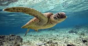 Image result for turtle