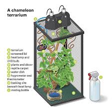 Chameleons or chamaeleons (family chamaeleonidae) are a distinctive and highly specialized clade of old world lizards with 202 species described as of june 2015. Veiled Chameleon For Sale Live Pet Reptiles Petsmart