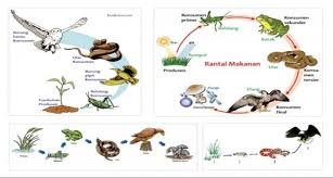 Gambar rantai makanan di atas adalah salah satu contoh rantai makanan yang terjadi pada suatu komunitas sawah. Jadi Lebih Tahu Inilah Rantai Makanan Dalam Ekosistem Danau Laut Sawah Dan Hutan Sdit Tirta Buaran Tangsel