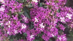 Image result for Pereskia