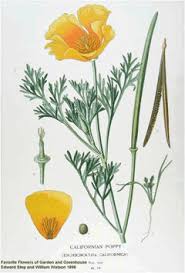 Image result for Eschscholzia