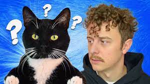 Nos chats enrichissent tellement nos vie, cela nous fait de la peine de savoir que nous faisons parfois des choses qui les énervent. Dans La Tete Des Chats Norman Youtube