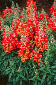 Snapdragons Yield Cool Color Options 11 17 2005 Snapdragon Flowers Flower Garden Plants Plants
