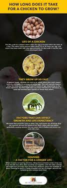 Compared to 25 years ago, today's chickens now require seven percent less feed per pound to grow. How Long Does It Take For A Chicken To Grow