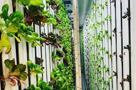 Ellicottville Greens Seeks Local Headquarters — Ellicottville Now