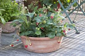 Erdbeeren Im Kubel Bereichern Jeden Balkongarten Pflanzen Pflanzideen Balkon Pflanzen