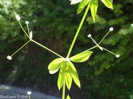 Image result for Galium stenophyllum