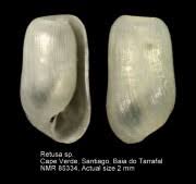 Image result for Secamone retusa