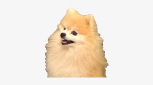 Download free anime gif png with transparent background. Memes Skorpion Gif Free Transparent Png Download Pngkey