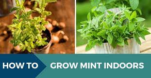 How To Grow Mint Indoors In A Pot Or Container Growing Mint Growing Mint Indoors Growing Herbs Indoors