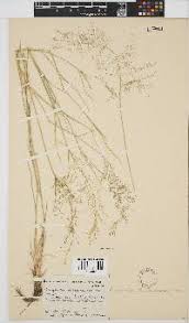 Image result for Tragus koelerioides