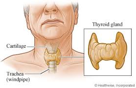 Genetic testing can check your cells for mutations in the ret gene, which is seen in people with familial mtc and the men 2 syndromes. Fine Needle Thyroid Biopsy Before Your Procedure