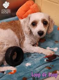 NEW ARRIVALS! All of these dogs are retired breeding dogs who were recently  transferred from another rescue. You can view all of their information