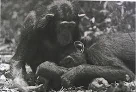 Image result for Lasiodiscus pervillei