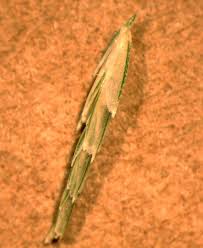 Image result for Leptochloa fusca
