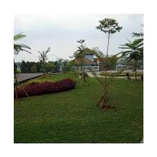 Rumput gajah mini berasal dari amerika dan pertumbuhannya melalui proses evolusi. Jual Marjan Taman Rumput Gajah Mini Tanaman 100 Cm Online April 2021 Blibli