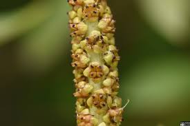 Image result for Potamogeton schweinfurthii