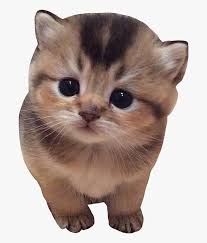 Cats are amazing creatures because they make us laugh all the time! Cat Cats Kitten Kittens Cutecat Cutecats Cutekitten Very Small Kitten Hd Png Download Kindpng