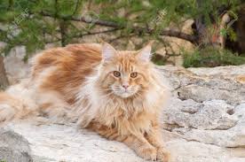The domestic longhair cat isn't any one specific breed. The Maine Coon Also Known As American Longhair Is The Bigest Domesticated Breed Of Cat With A Distinctive Physical Appearance And High Level Hunting Skills Stock Photo Picture And Royalty Free Image