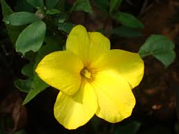 Image result for Reinwardtia indica