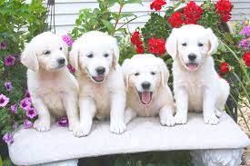 Please visit faq and training program page for more information. Akc White English Creme Golden Retriever Puppies Minnesota Mn English Golden