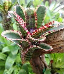 Skotak Toy Tiger In Bloom Pic 2 Of 2 Love This Mini Bromeliad Bromeliads Air Plants Bloom