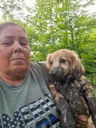 Adopt a 9-week-old, 3lb chihuahua mix