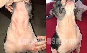 dog itchy yeast infection hair loss