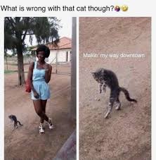 Funny cat memes clean 2021. Funny Clean Memes 2021 Live One Good Life