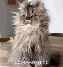 Maybe you would like to learn more about one of these? Good Morning Funny Animals Gif Good Morning Funny Animals Insomnia Cat Discover Share Gifs