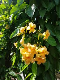 Image result for Marsdenia macrantha