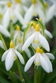 Pin On Spring Bulbs