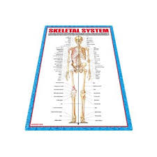 China 3d Embossed Wall Chart Manufacturers Suppliers