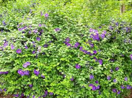 Image result for Thunbergia dregeana