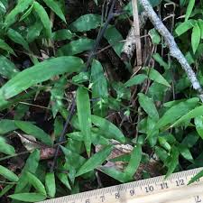 Image result for Oplismenus hirtellus