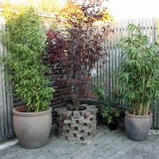 Kubelpflanzen Fur Den Balkon Winterharte Pflanzen Garten Pflanzen Kubelpflanzen
