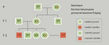 Vererbung dominant rezessiv bei kaninchen. X Gonosomal Rezessiver Erbgang Lernen Mit Serlo