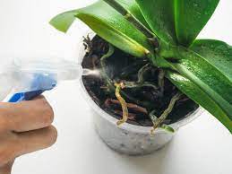Mindestens ebenso häufig ist allerdings auch die behauptung zu finden, eine orchidee im schlafraum sei nicht schädlich, sondern vielmehr gesund. Die 7 Haufigsten Fehler Bei Der Orchideenpflege Plantura