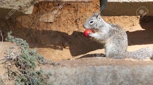 Beechey Ground Squirrel, Common In California, Pacific Coast,.. Stock  Photo, Picture And Royalty Free Image. Image 151797343.