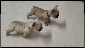 French Bulldog India Facebook