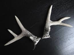 So simple even a kid can do it! Diy Deer Costume Plus How To Make Faux Antlers Random Housewifery
