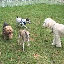 Check spelling or type a new query. Tlc Pet Boarding Tlcpetboarding Profile Pinterest