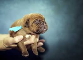 Als herkunftsland der bordeaux dogge wird grundsätzlich frankreich angegeben. Wann Ist Eine Bordeaux Dogge Ausgewachsen Bordeaux Doggen